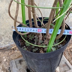 ［029］特価！大株 リューカデンドロン ジェイドパール オージープランツの画像