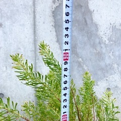 ［029］特価！大株 リューカデンドロン ジェイドパール オージープランツの画像