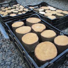 丸太・ 樫(カシ) / 希少 原木  広葉樹の画像