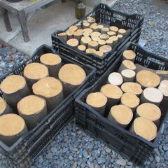 丸太・ 樫(カシ) / 希少 原木  広葉樹の画像