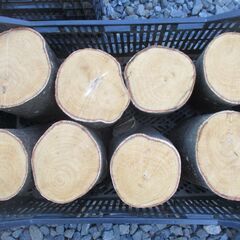 丸太・ 樫(カシ) / 希少 原木  広葉樹の画像