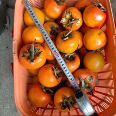 しぶがき（渋柿）　約１０ｋｇ　干し柿用の画像