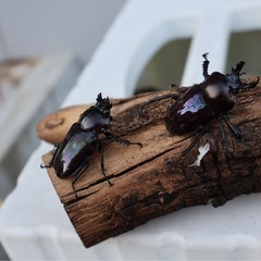 ニジイロクワガタ•紫紺ペアの画像