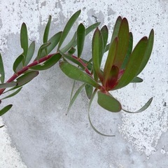 ［030］特価！大株 リューカデンドロン サファリサンセット オージープランツの画像