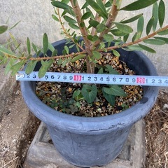 ［030］特価！大株 リューカデンドロン サファリサンセット オージープランツの画像