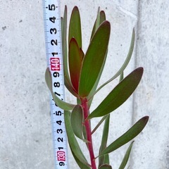 ［030］特価！大株 リューカデンドロン サファリサンセット オージープランツの画像