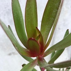 ［030］特価！大株 リューカデンドロン サファリサンセット オージープランツの画像