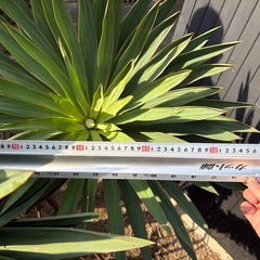 ユッカラン キミガヨラン   グロリオサ  ドライガーデン 2ヘッドの画像