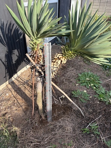 ユッカラン キミガヨラン   グロリオサ  ドライガーデン 2ヘッド