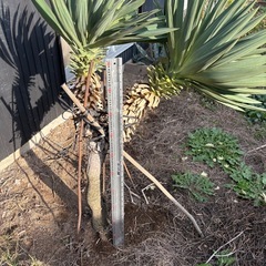 ユッカラン キミガヨラン   グロリオサ  ドライガーデン 2ヘッドの画像