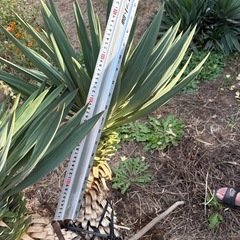 ユッカラン キミガヨラン   グロリオサ  ドライガーデン 2ヘッドの画像