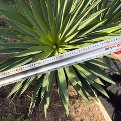 ユッカラン キミガヨラン   グロリオサ  ドライガーデン 2ヘッドの画像