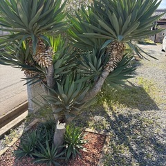 ユッカラン キミガヨラン   グロリオサ  ドライガーデン 2ヘッドの画像