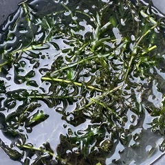 アナカリス10本③の画像