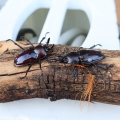 ニジイロクワガタ•紫紺ペアの画像