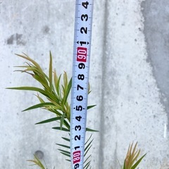 ［031］特価！ メラレウカ スノーインサマー オージープランツの画像