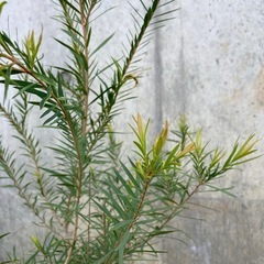 ［031］特価！ メラレウカ スノーインサマー オージープランツの画像