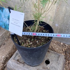 ［031］特価！ メラレウカ スノーインサマー オージープランツの画像