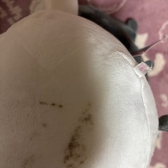 バカデカ クロミの画像