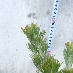 ［032］特価！大株 アデナンサス ウーリーブッシュ オージープランツの画像