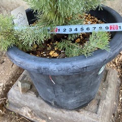 ［032］特価！大株 アデナンサス ウーリーブッシュ オージープランツの画像