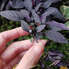 600円　観賞用　トウガラシ　パープルフラッシュ　3号　ポット苗　の画像