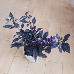 600円　観賞用　トウガラシ　パープルフラッシュ　3号　ポット苗　の画像