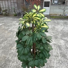 ★造花 観葉植物★の画像