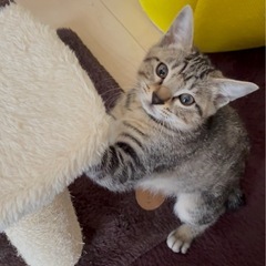 8月25日産まれ子猫2ヶ月 男の子 かぎしっぽ
