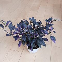 そのまま飾れる★観賞用　トウガラシ　パープルフラッシュ　陶器鉢　4.5号の画像