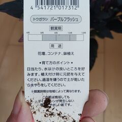 そのまま飾れる★観賞用　トウガラシ　パープルフラッシュ　陶器鉢　4.5号の画像