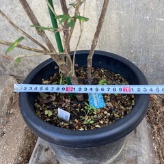 ［034］特価！大株 キリンの木 フェバリュウム オージープランツの画像