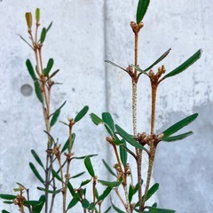 ［034］特価！大株 キリンの木 フェバリュウム オージープランツの画像