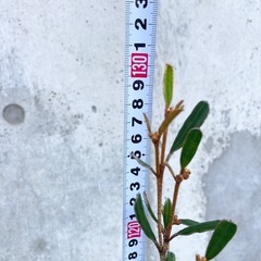 ［034］特価！大株 キリンの木 フェバリュウム オージープランツの画像