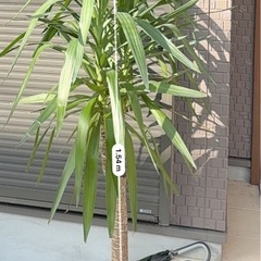 ユッカ【青年の木】の画像