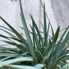 ［035］特価！大株 ディアネラ ブルーストリーム オージープランツの画像