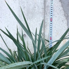 ［035］特価！大株 ディアネラ ブルーストリーム オージープランツの画像