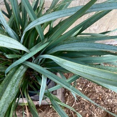 ［035］特価！大株 ディアネラ ブルーストリーム オージープランツの画像