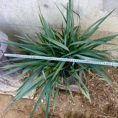 ［035］特価！大株 ディアネラ ブルーストリーム オージープランツの画像