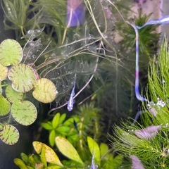 めだか　レーヴスワローの画像