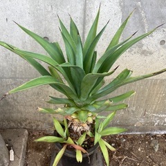 ［036］特価！大株 アガベ ベネズエラ オージープランツの画像