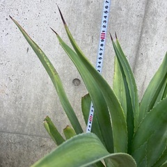 ［036］特価！大株 アガベ ベネズエラ オージープランツの画像