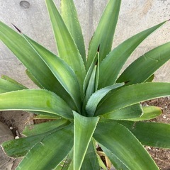 ［036］特価！大株 アガベ ベネズエラ オージープランツの画像