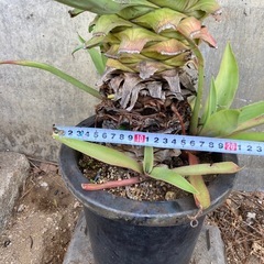 ［036］特価！大株 アガベ ベネズエラ オージープランツの画像