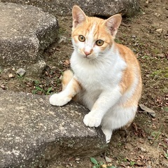 里親さん決まりました。