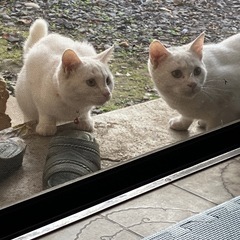 里親さん決まりました。