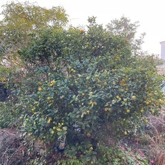 みかんの木の画像