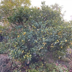 みかんの木の画像