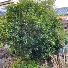 みかんの木の画像
