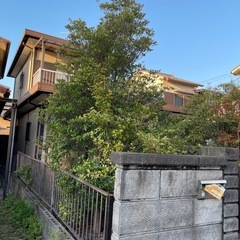 みかんの木の画像